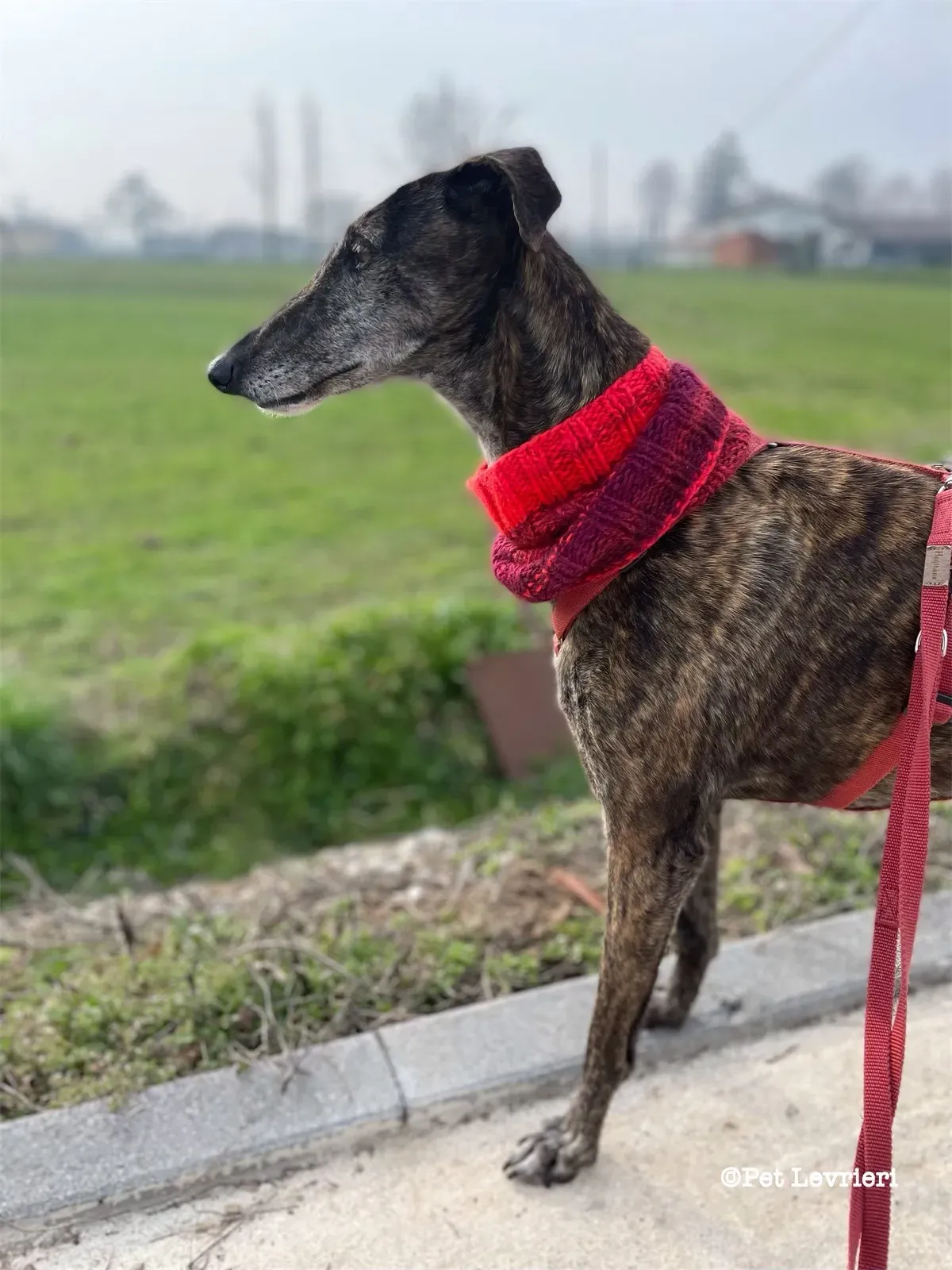 eZy Watermark 19 02 2024 12 09 45 4810PM