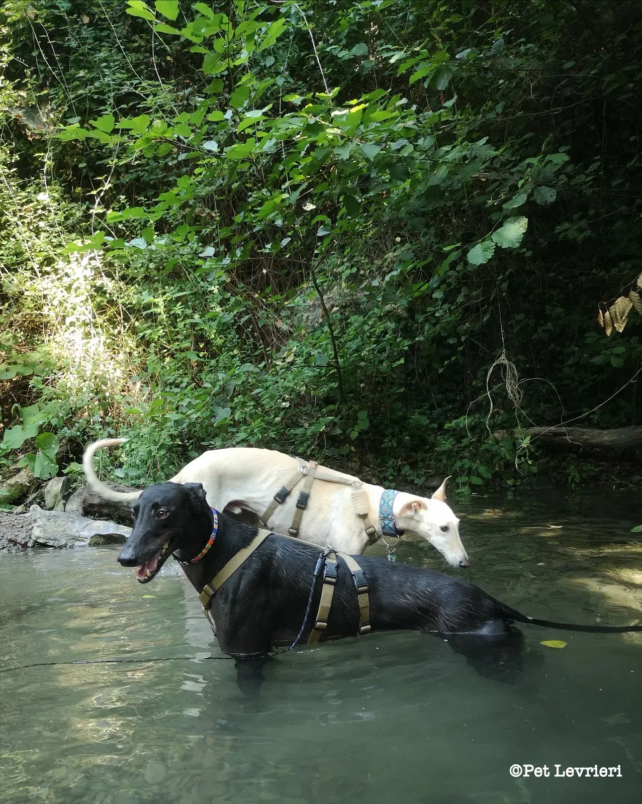 eZy Watermark 24 08 2023 12 20 00 4220PM