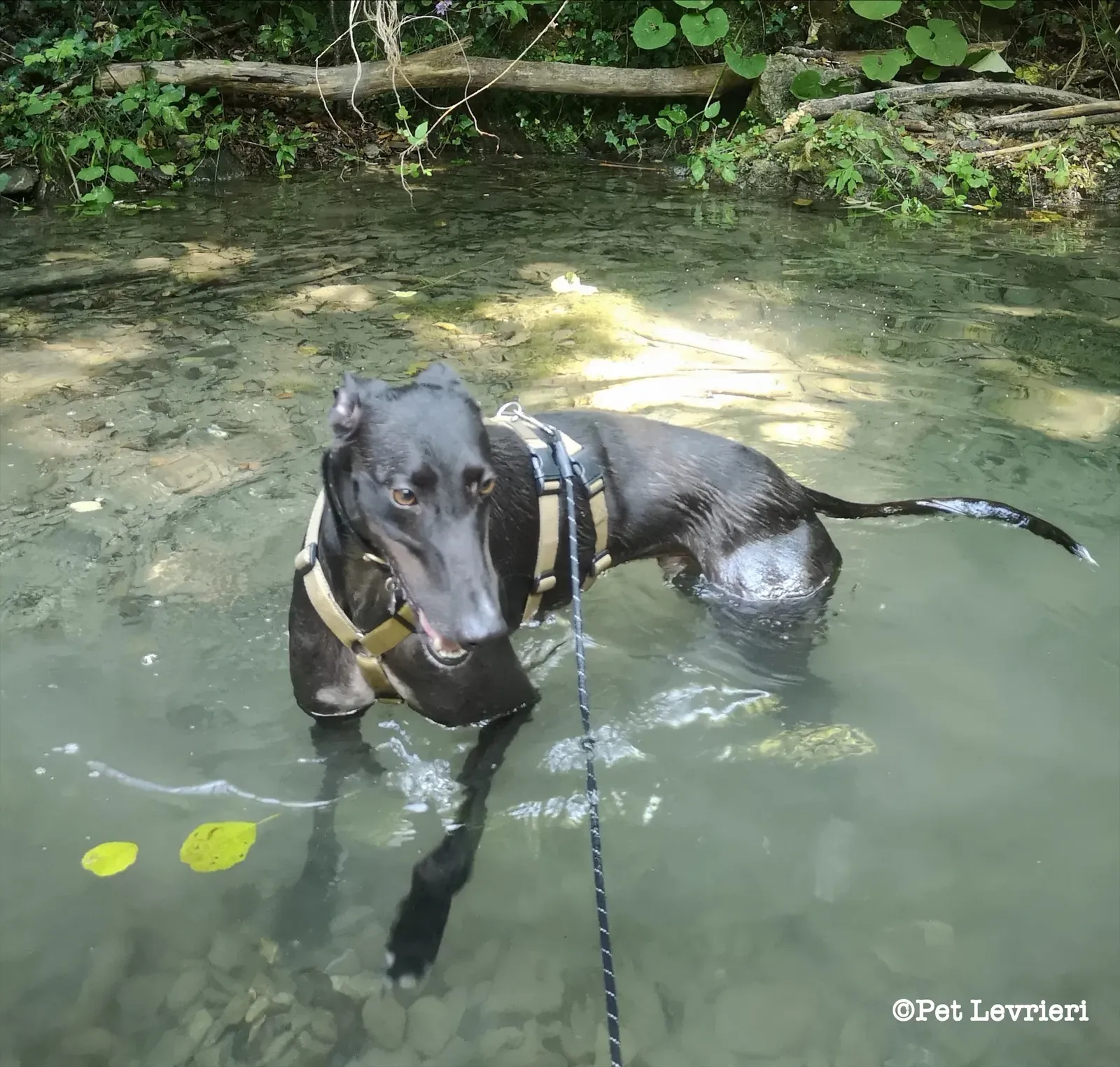 eZy Watermark 24 08 2023 12 20 26 9380PM