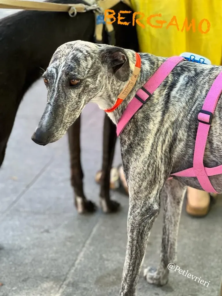 ea08850e b71a 4c1b b0b1 637efd85fd9d risultato