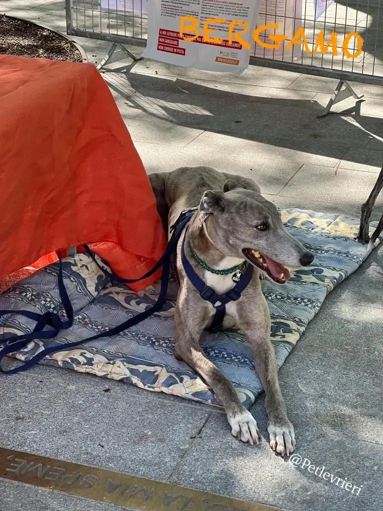 eb608a1a a008 468b 82eb d34cf520207b risultato