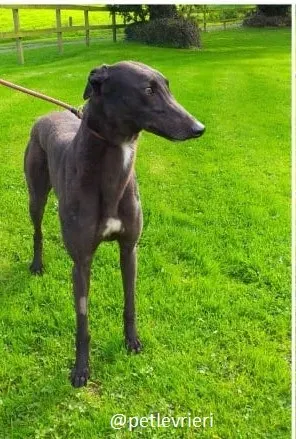 ebony adozione greyhound 1