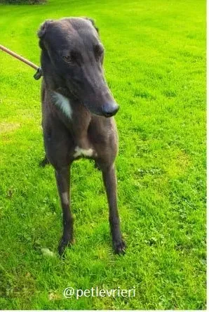 ebony adozione greyhound 2