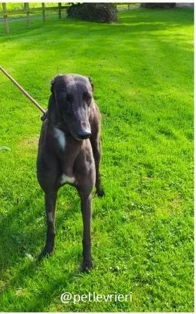 ebony adozione greyhound 3