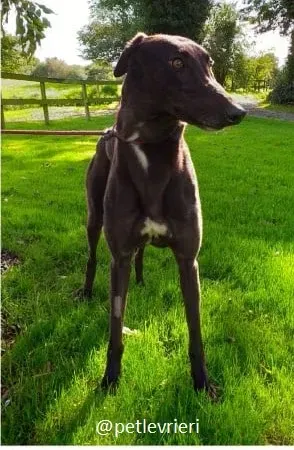 ebony adozione greyhound 4
