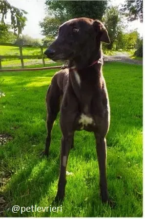ebony adozione greyhound 5