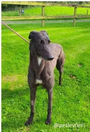 ebony adozione greyhound