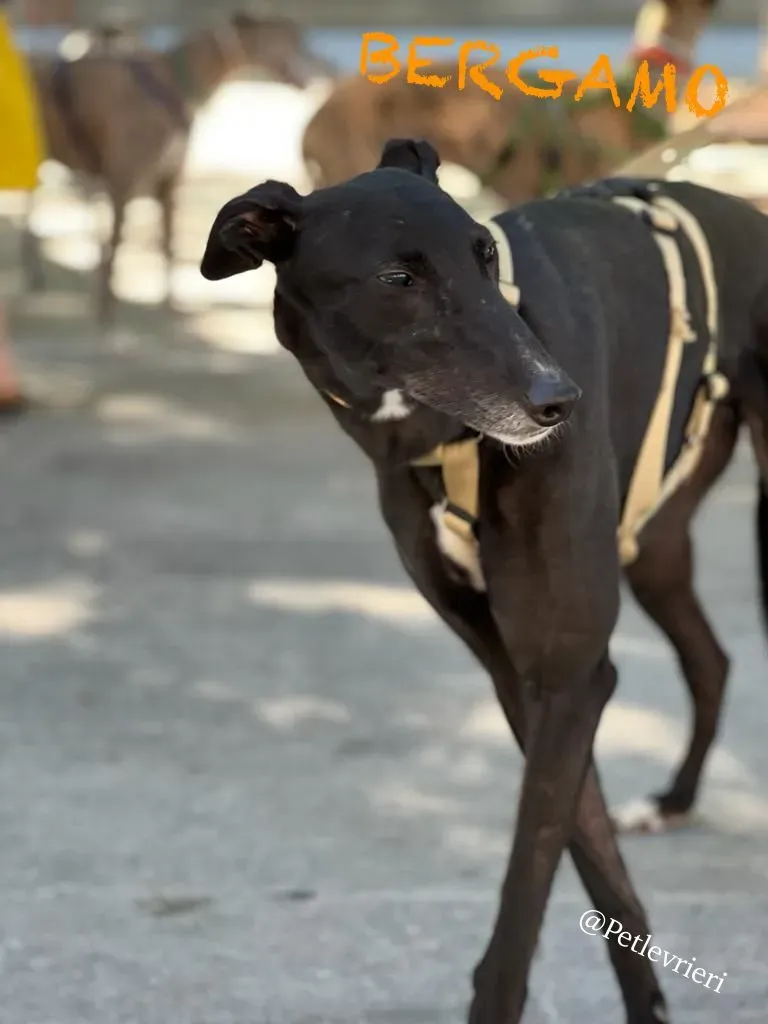 eca8daf2 78db 4656 89c3 44432387893a risultato