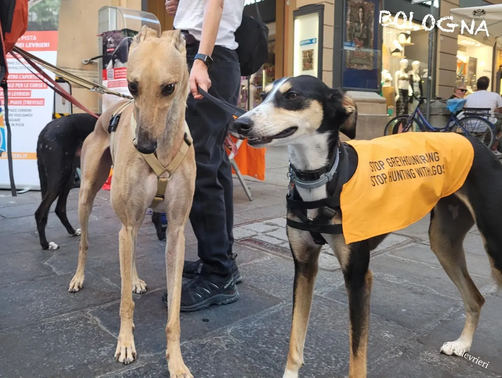 ed8c54a2 fb78 4b3a be9b 08cf11272eb8 risultato