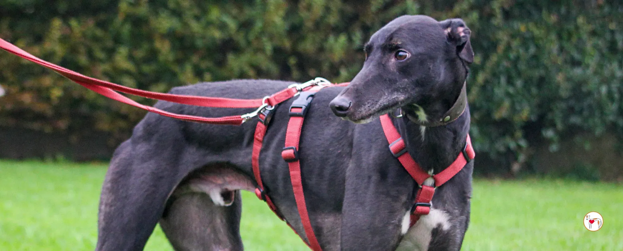 eddie grey adozione 00 eventuale nuova copertina