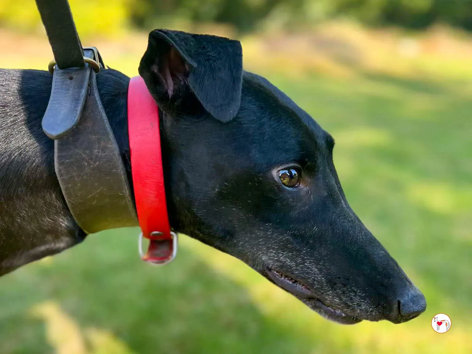 eddie grey adozione 01