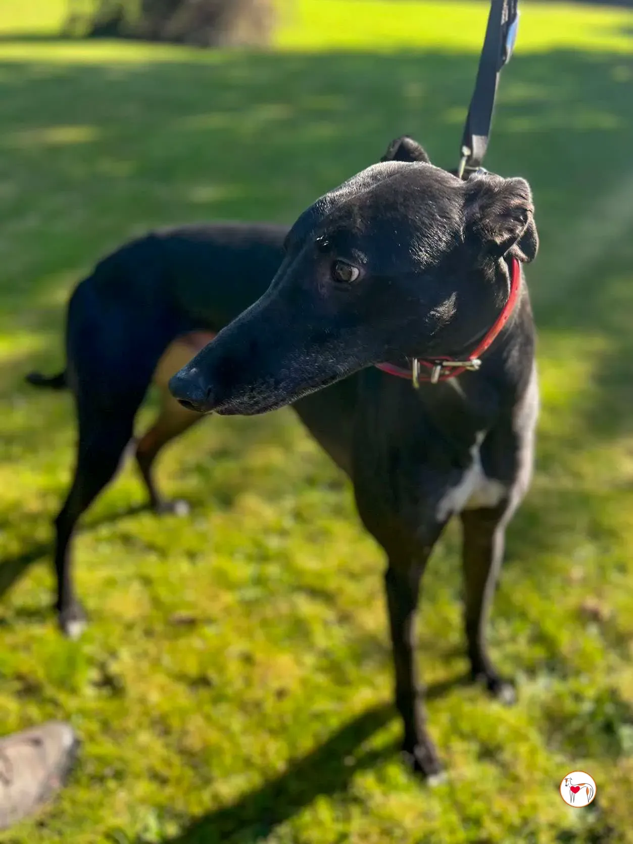 eddie grey adozione 02