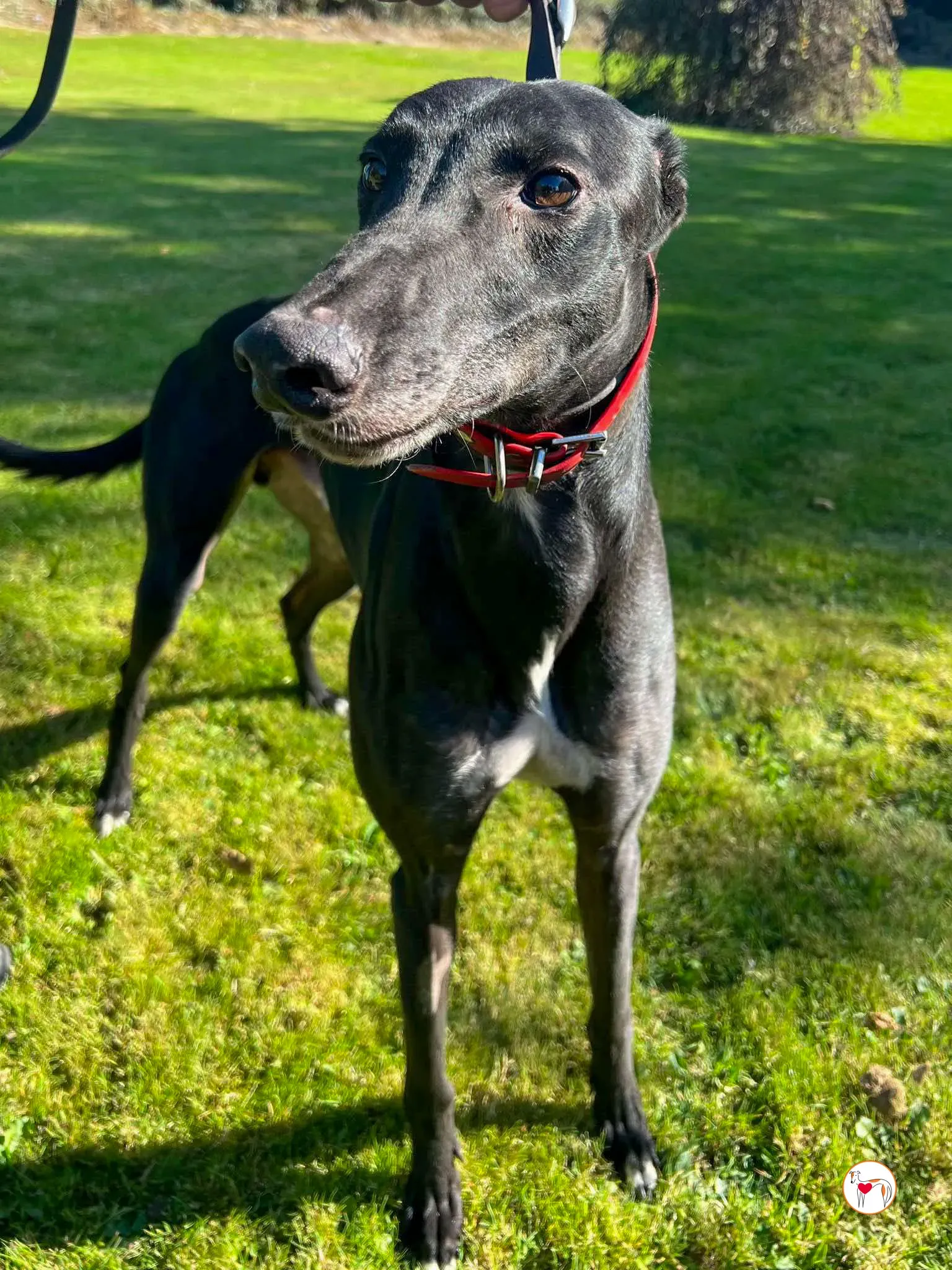 eddie grey adozione 03