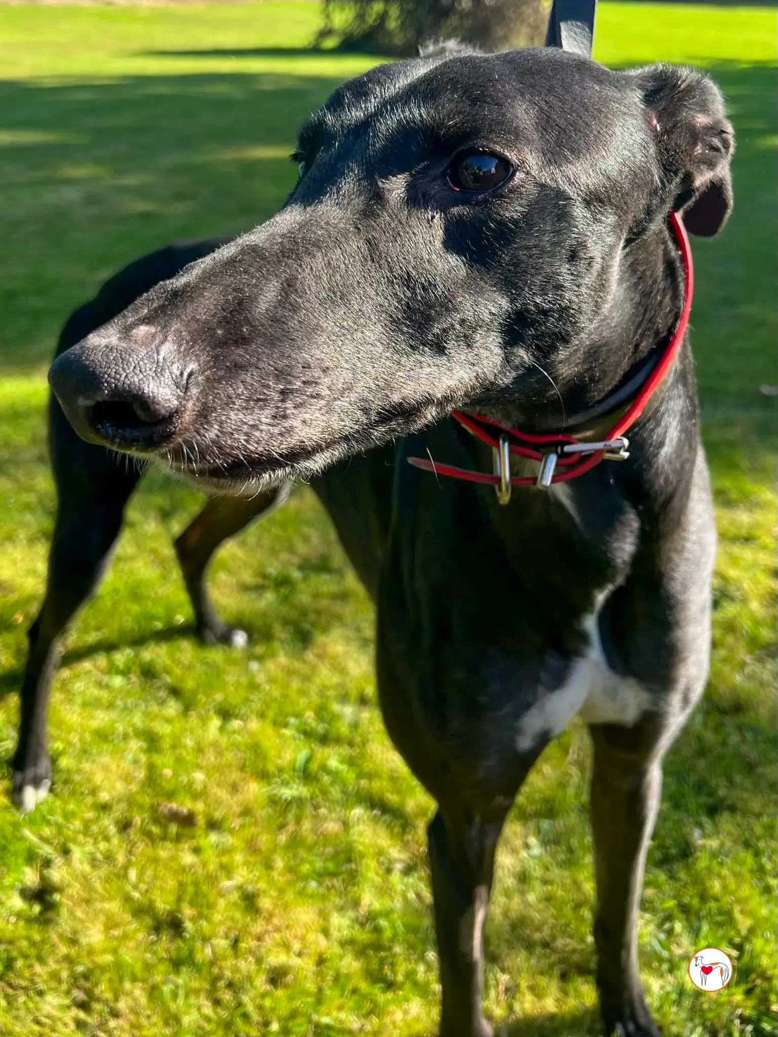 eddie grey adozione 04