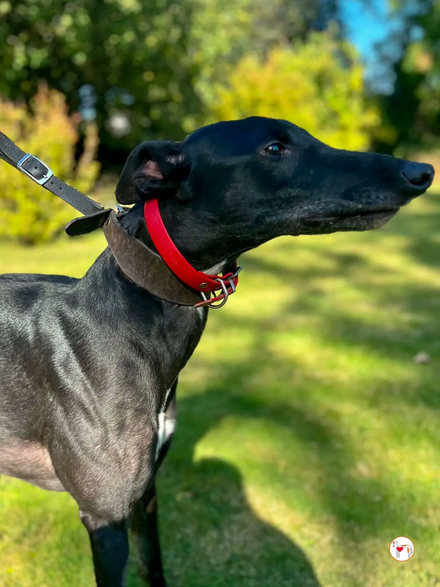 eddie grey adozione 05