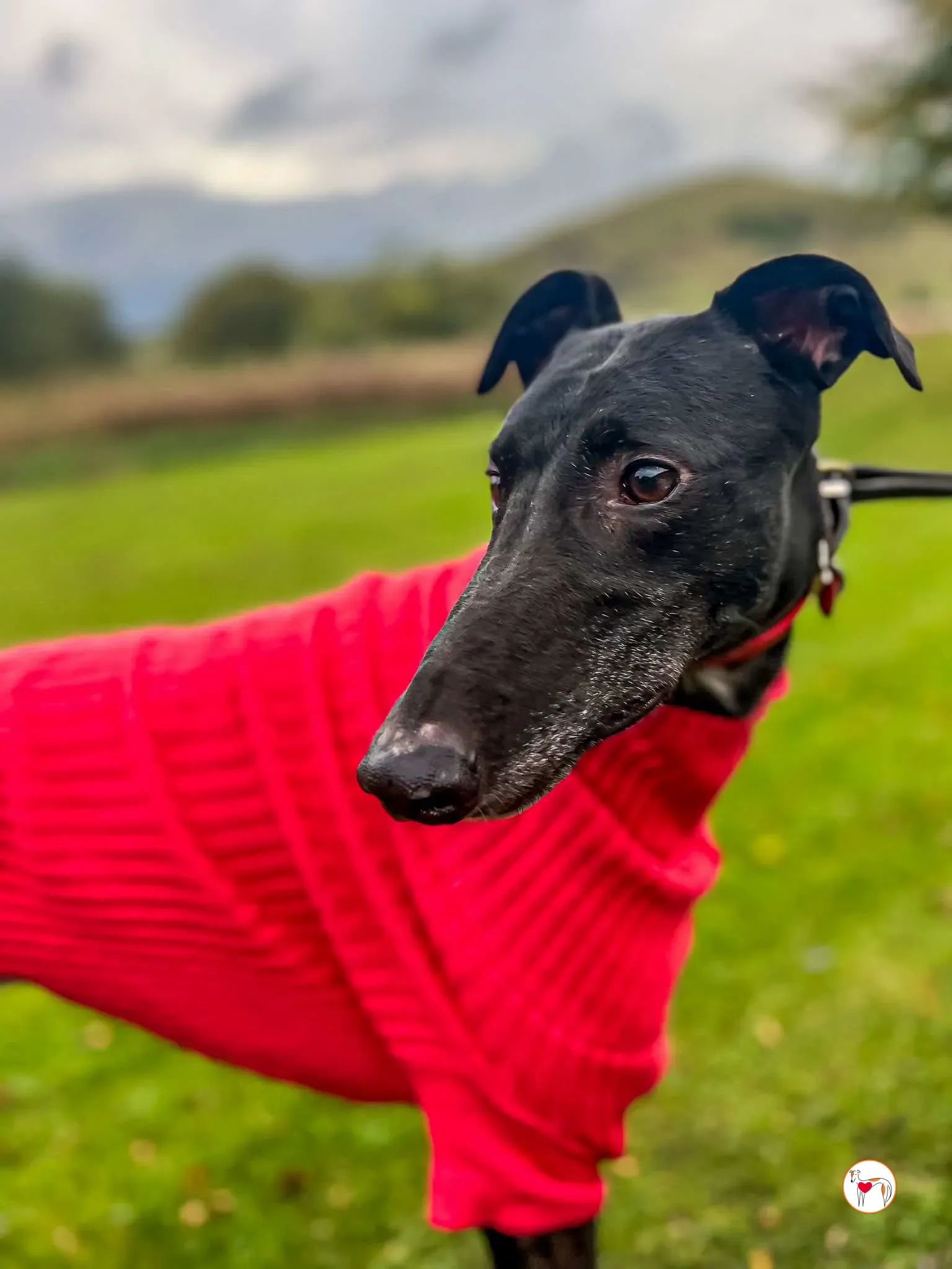 eddie grey adozione 06