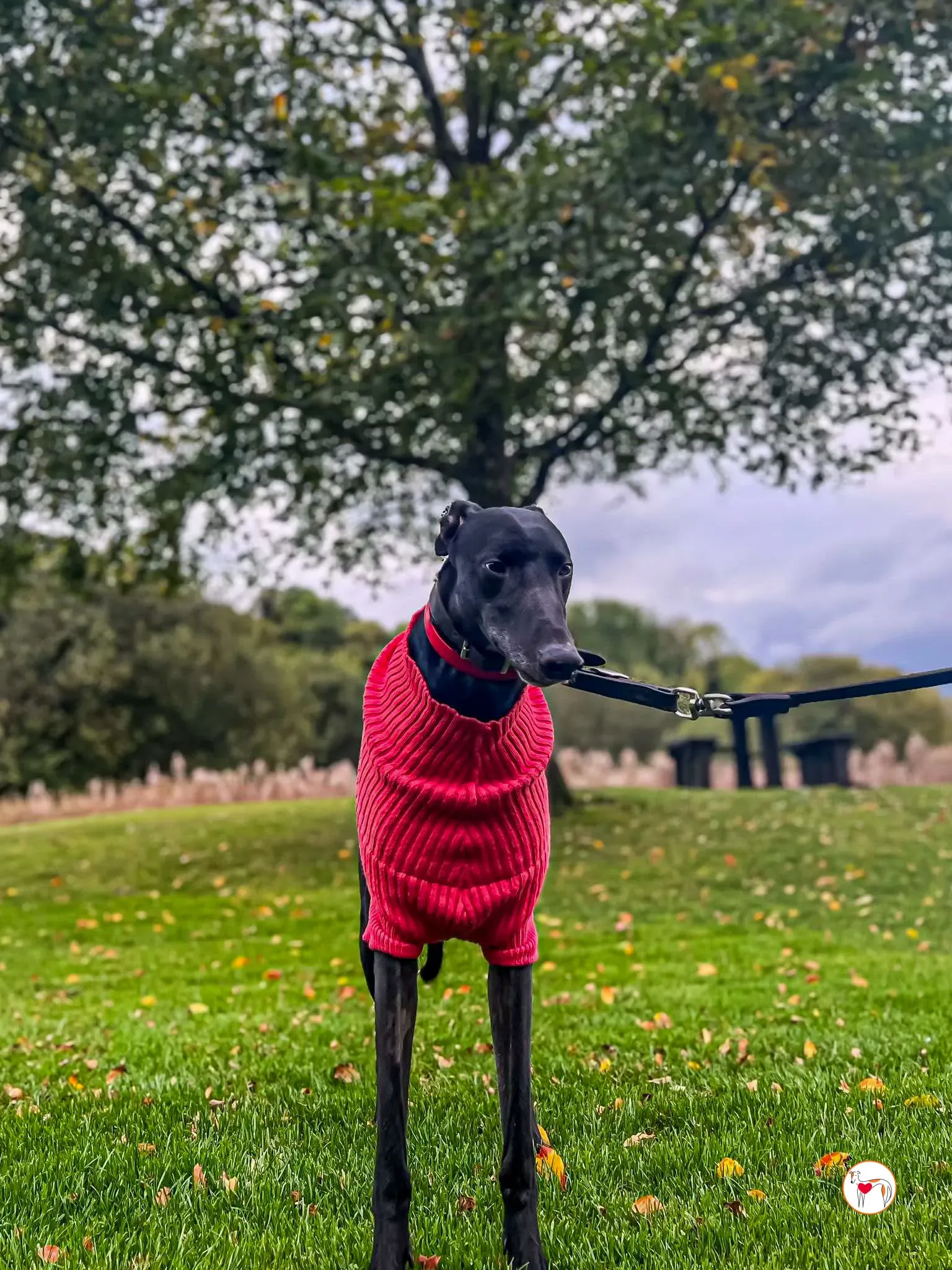 eddie grey adozione 07