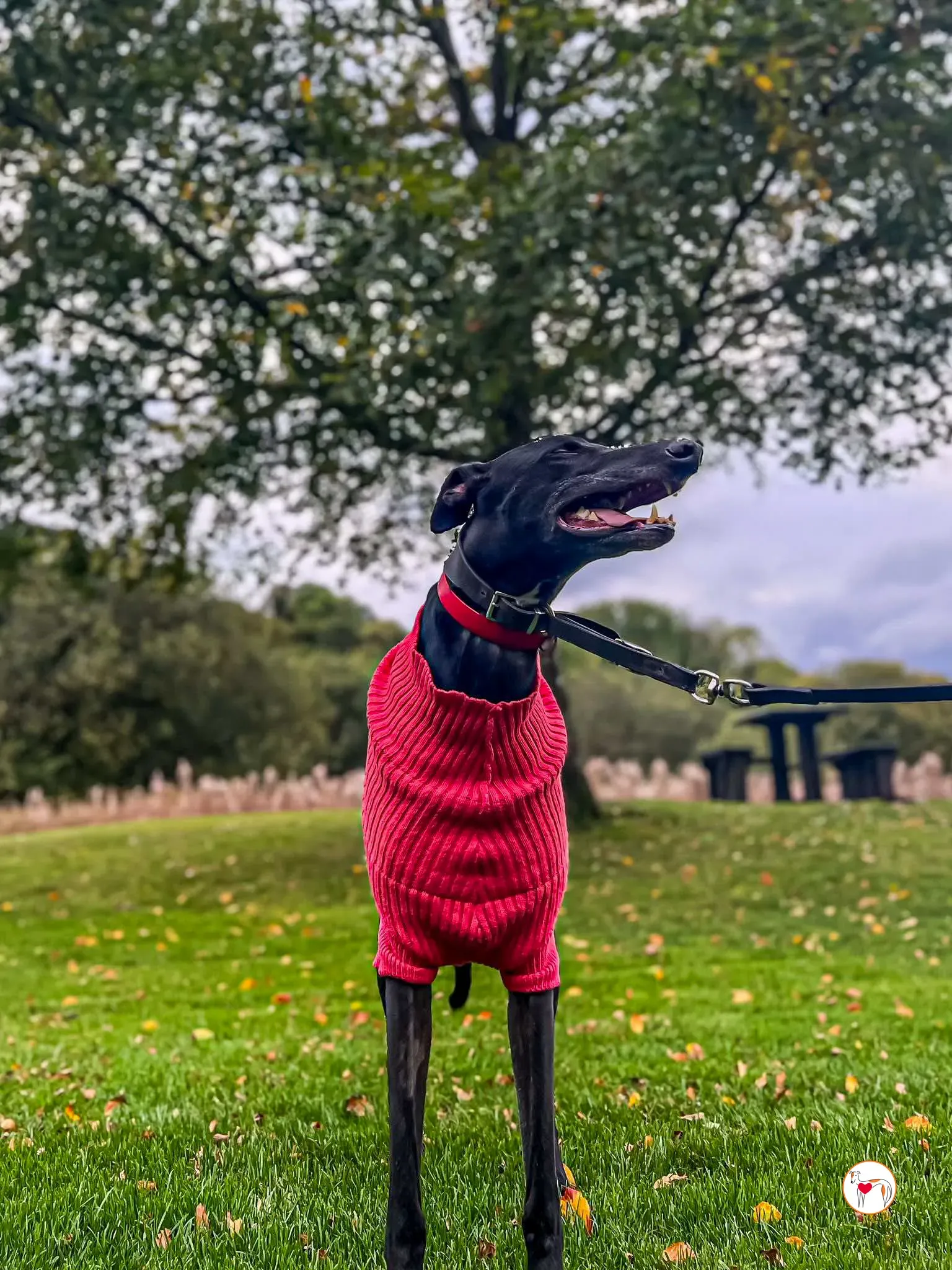 eddie grey adozione 08