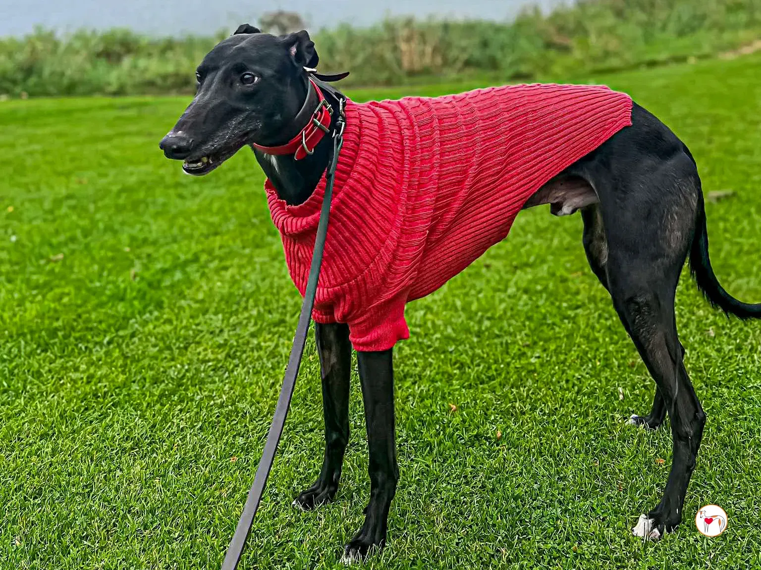 eddie grey adozione 10