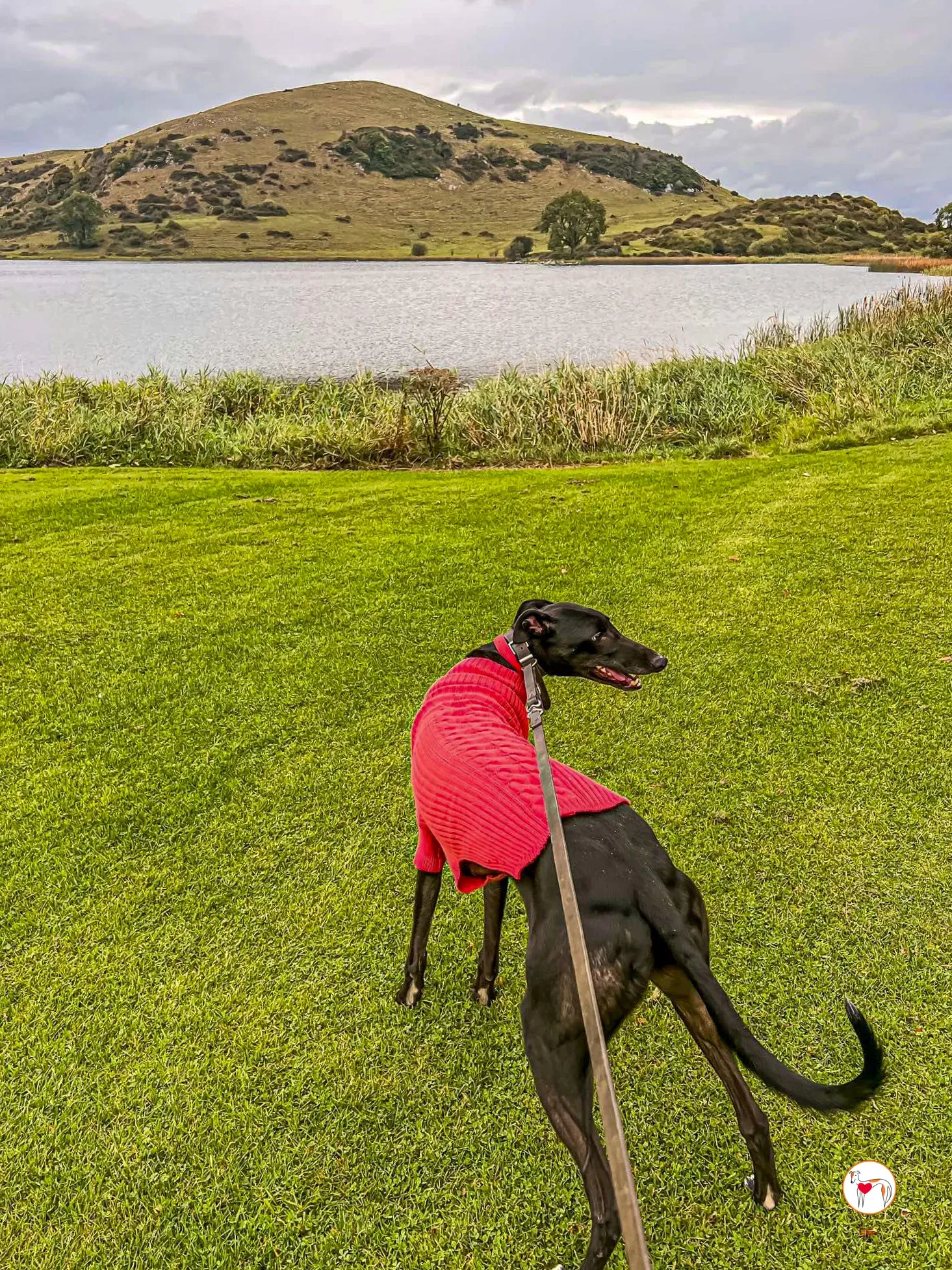 eddie grey adozione 11