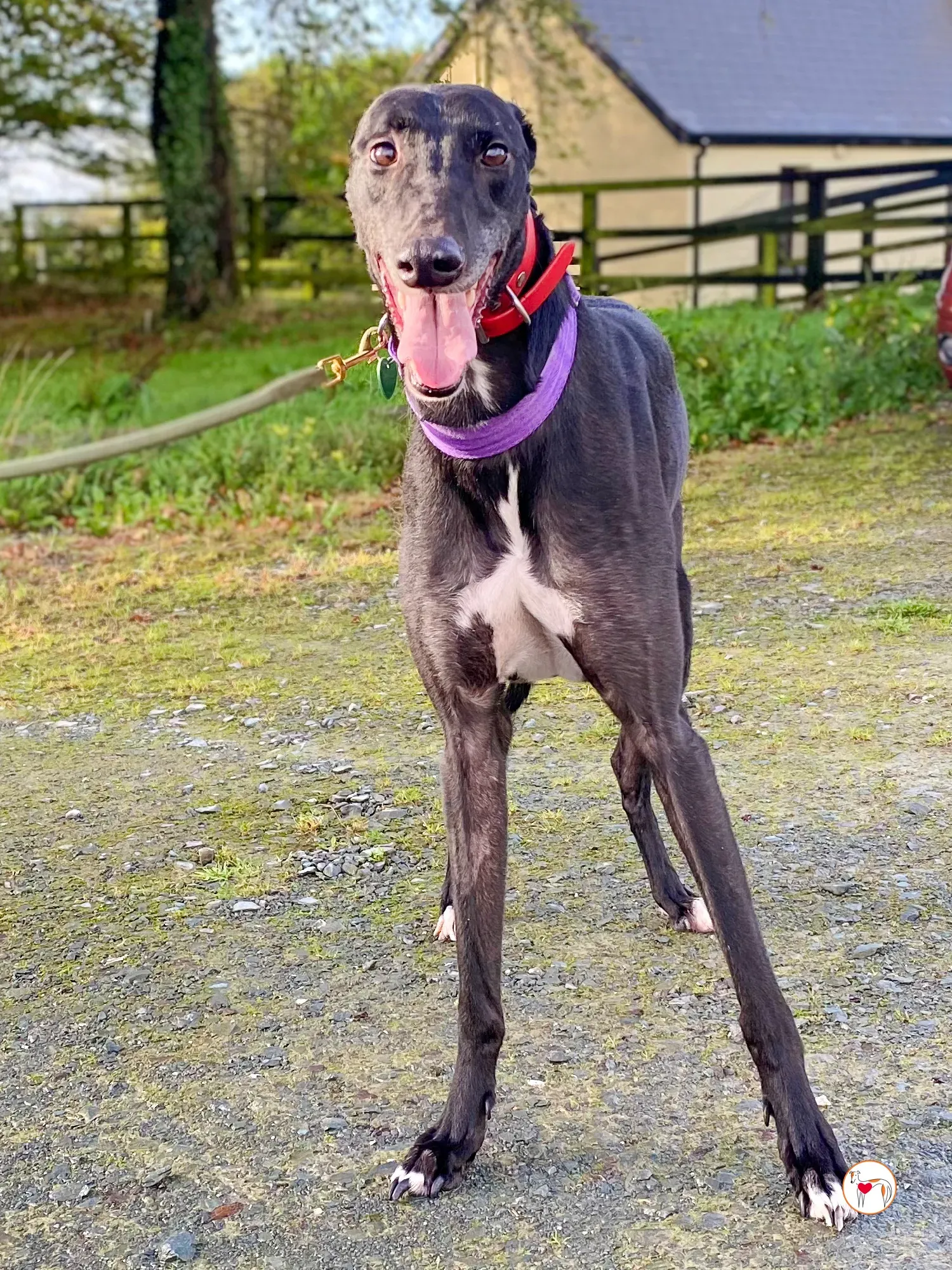 eddie grey adozione 12