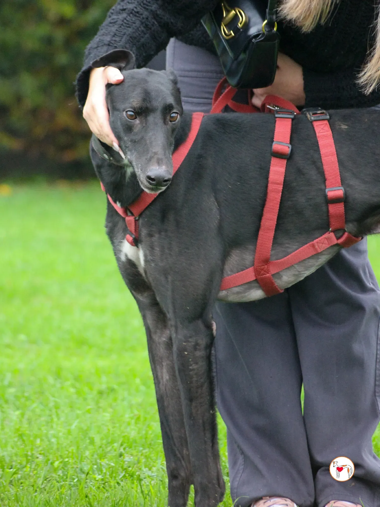 eddie grey adozione 13 1