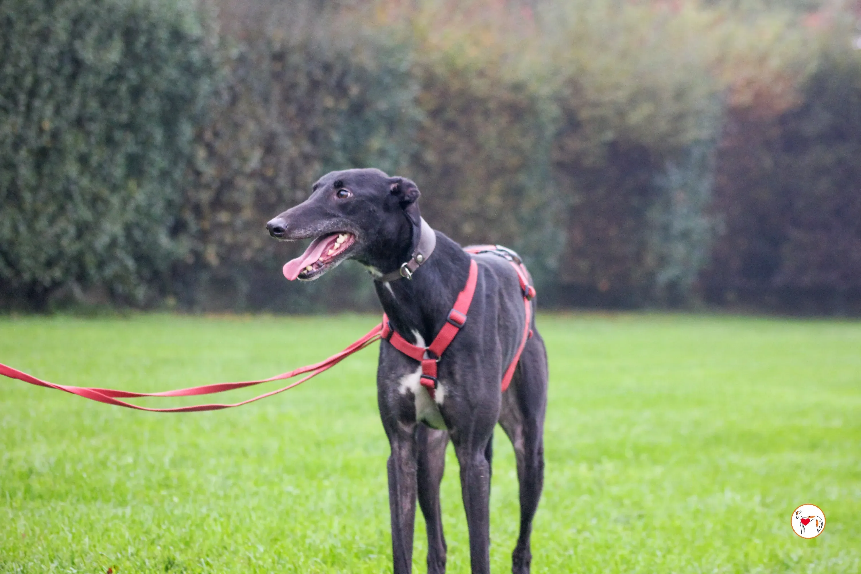 eddie grey adozione 14 1