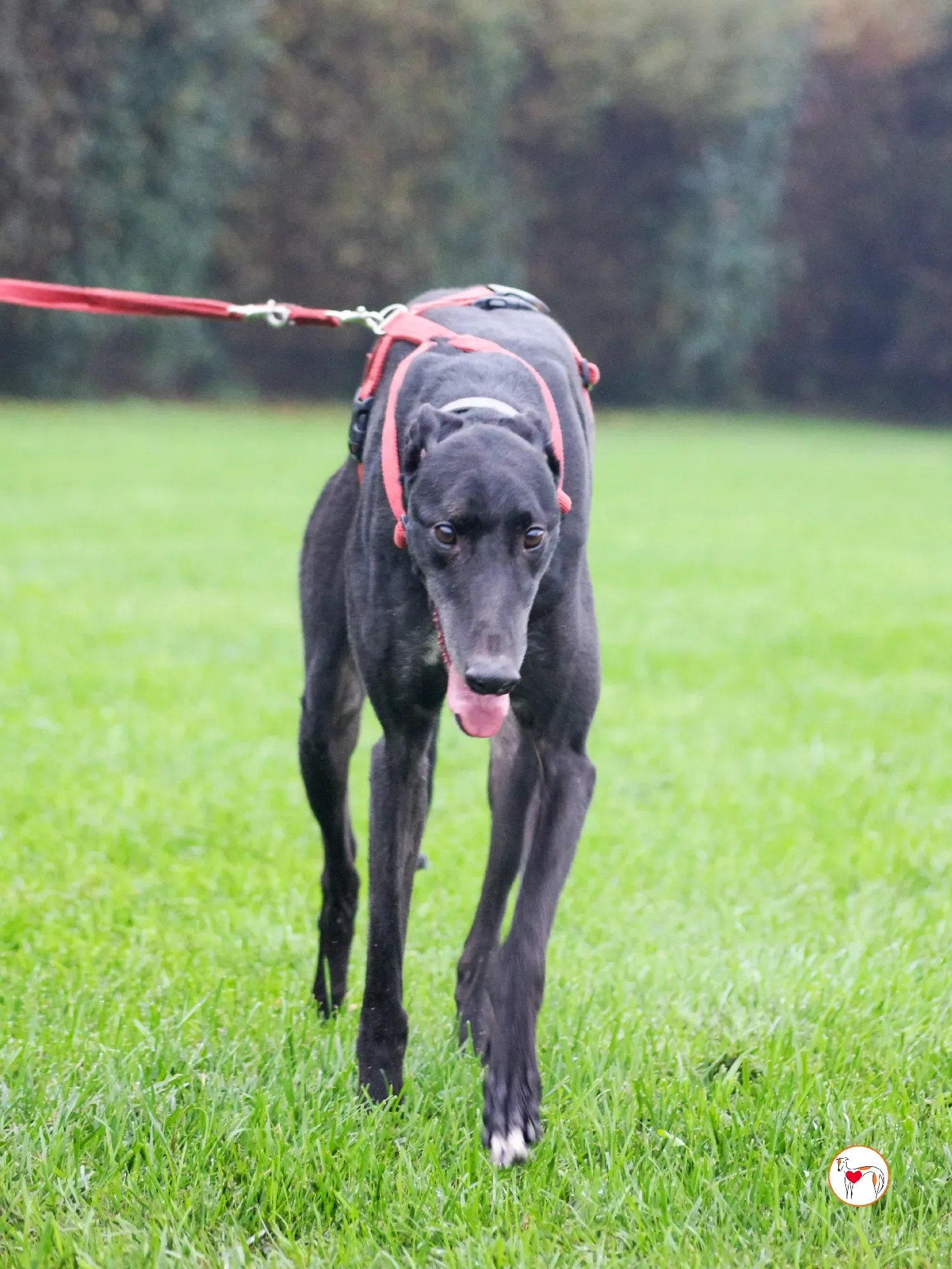 eddie grey adozione 15 1