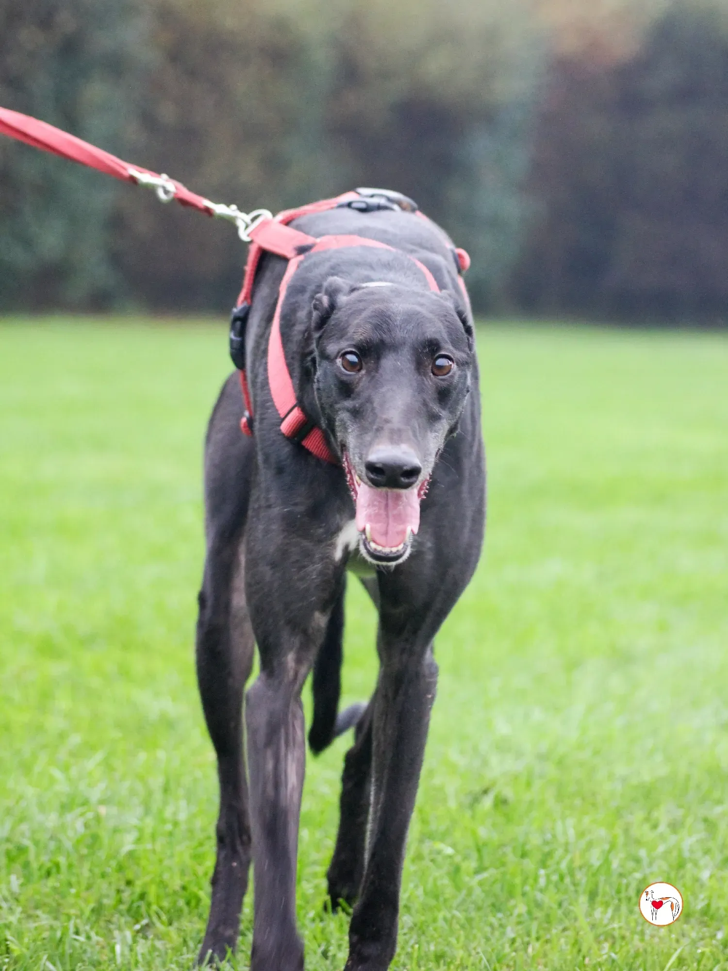 eddie grey adozione 16