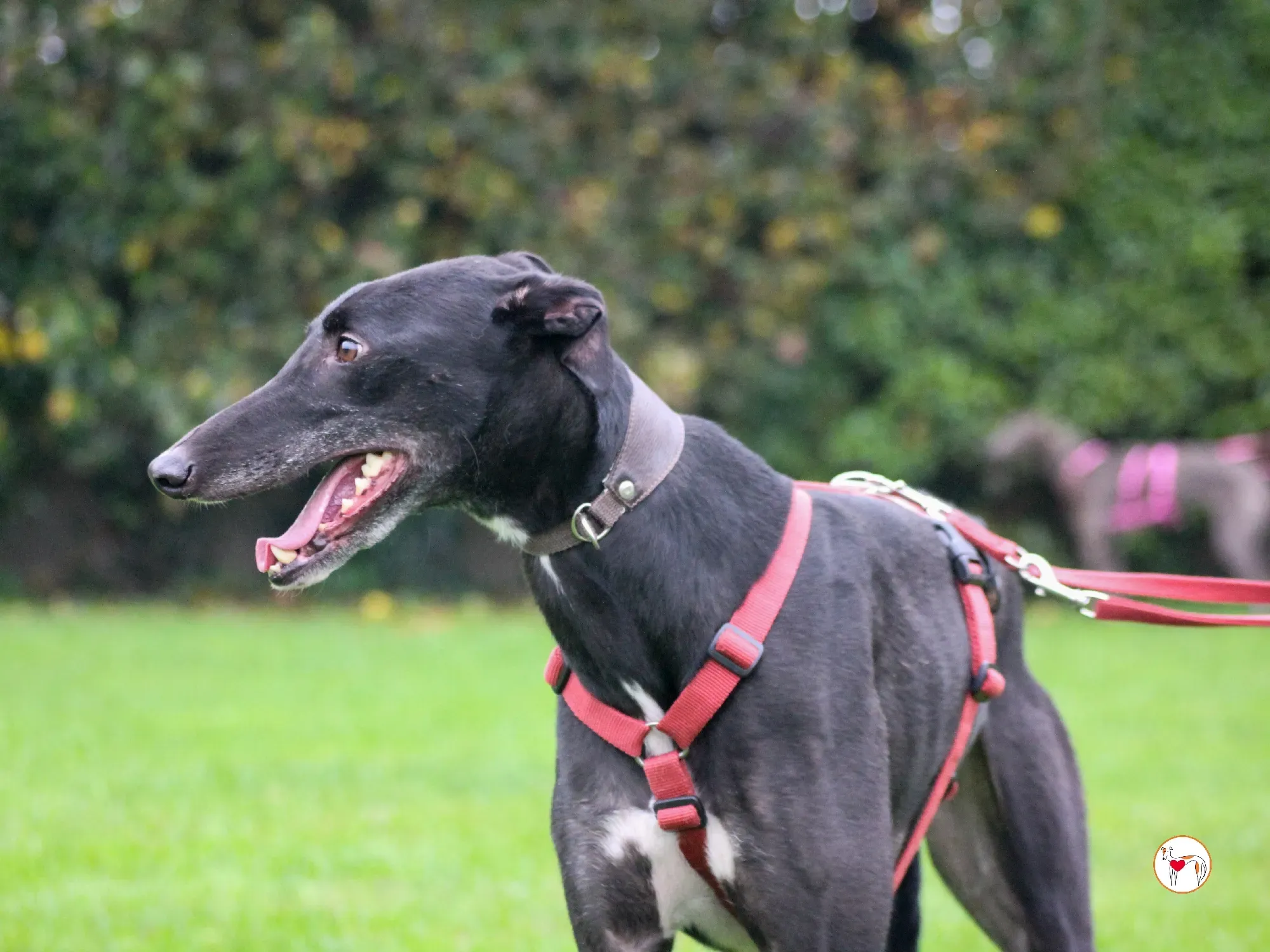 eddie grey adozione 17