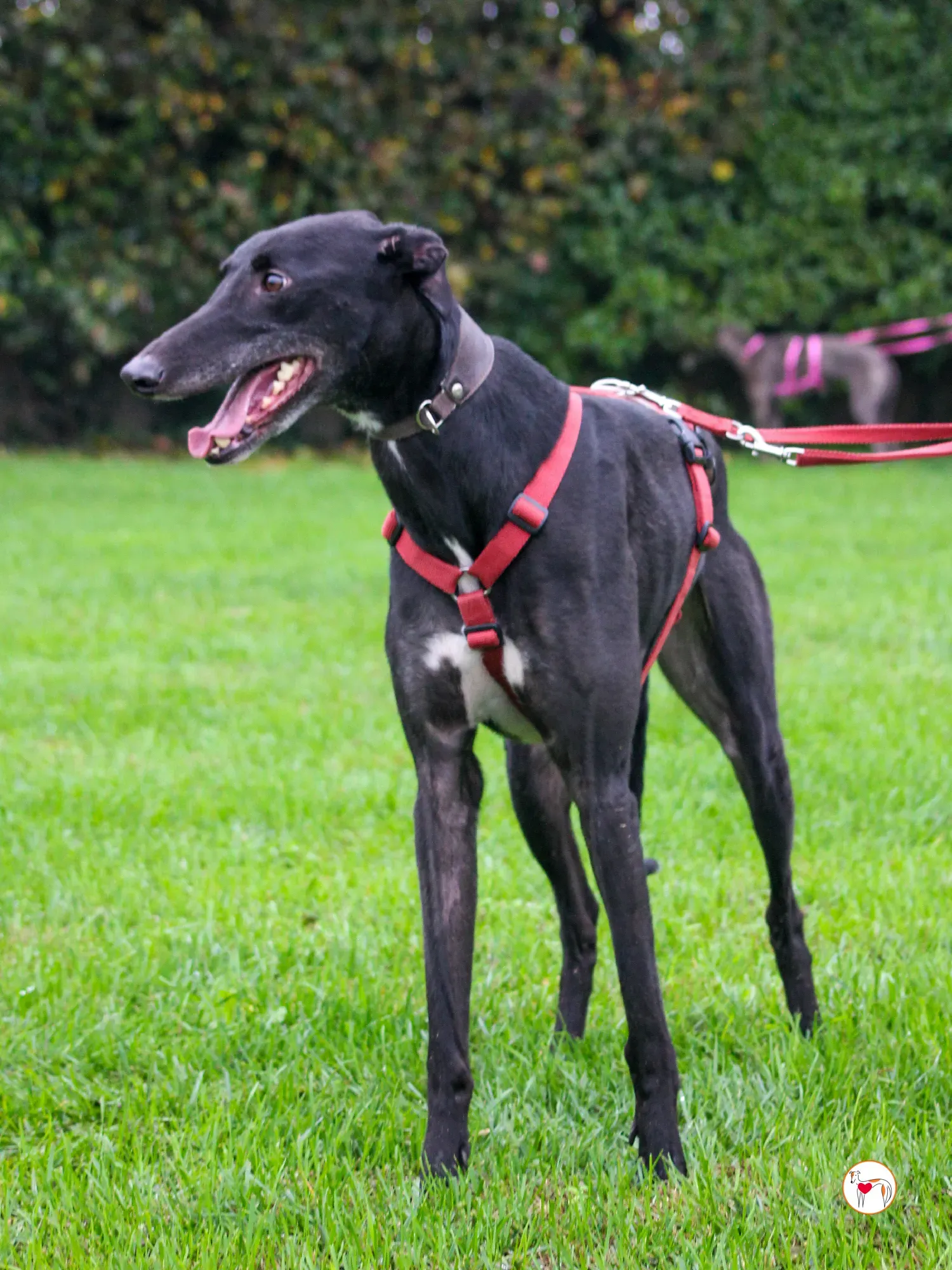 eddie grey adozione 18