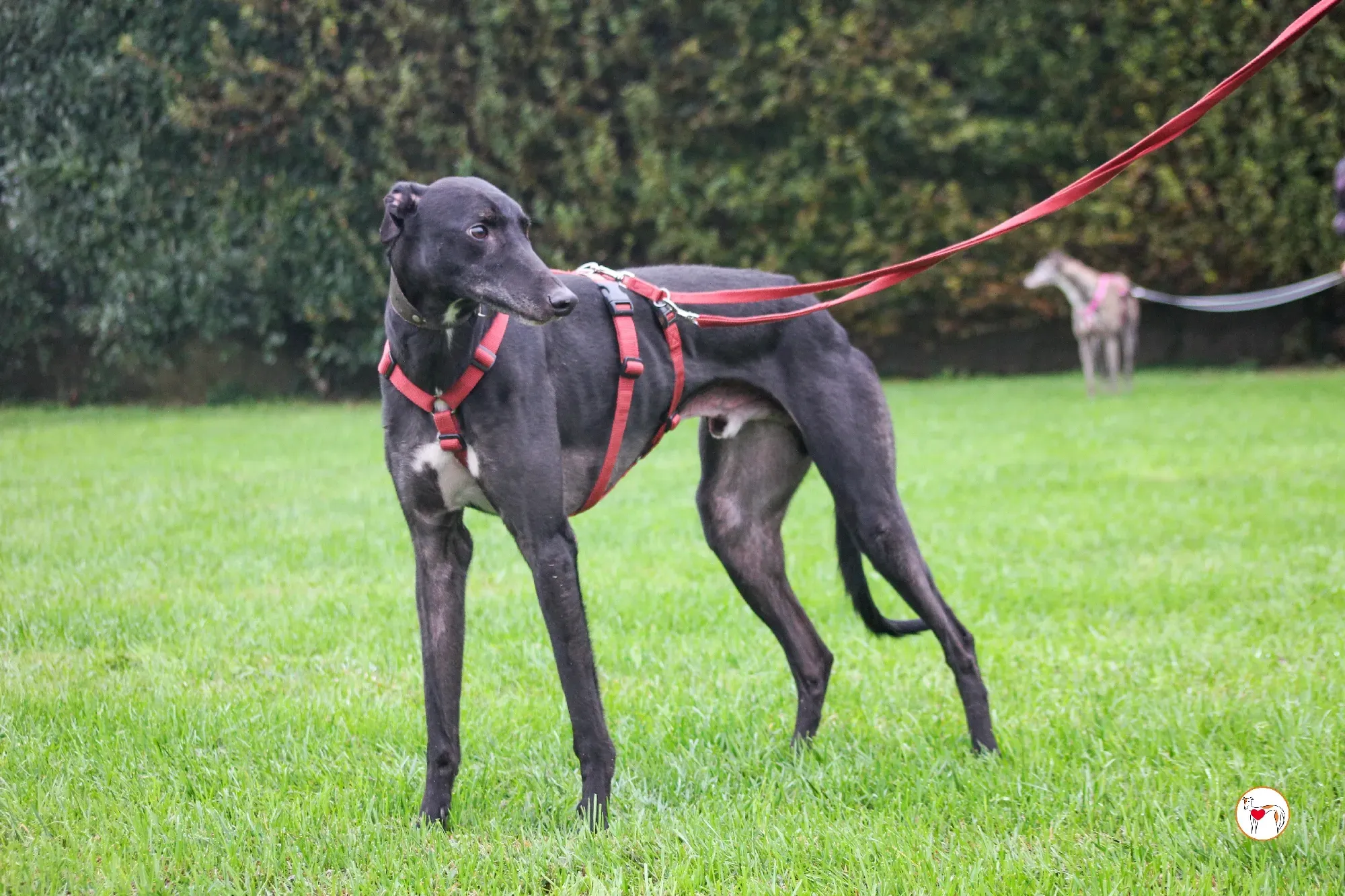 eddie grey adozione 19