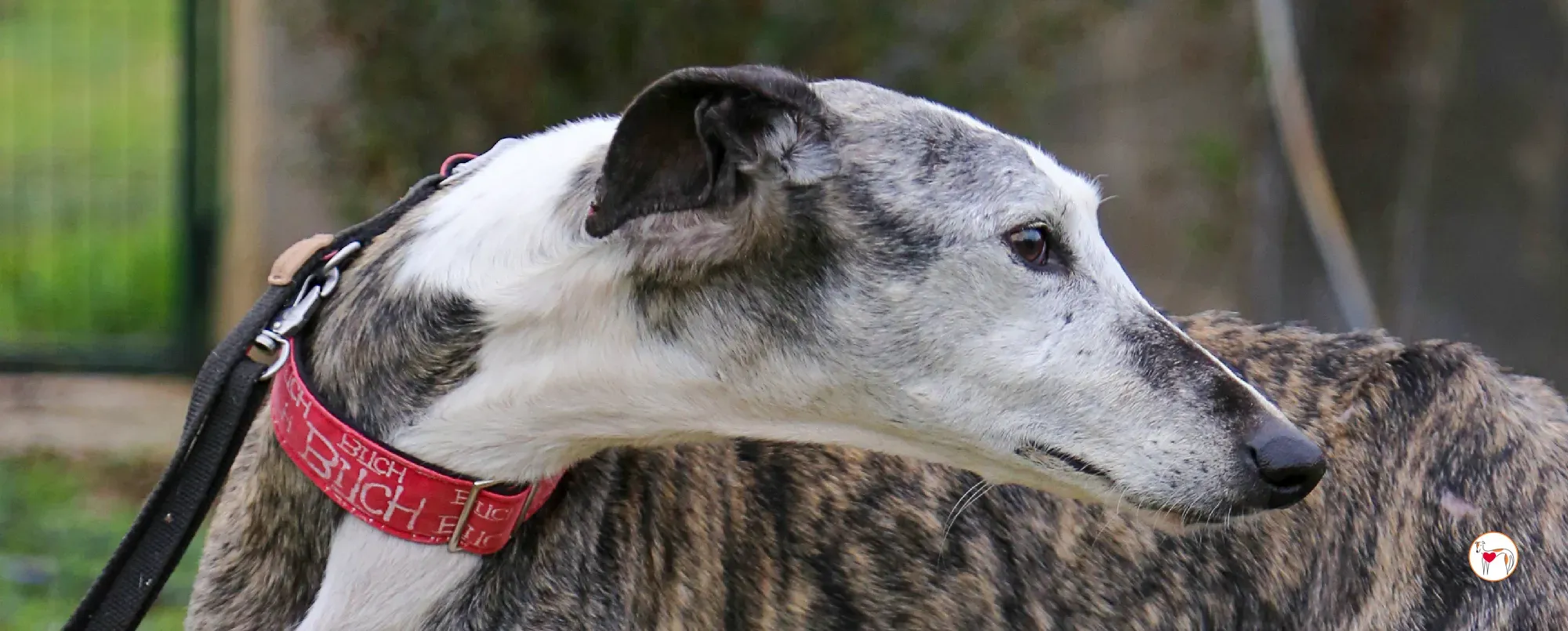 edmundo galgo adozione 00 nuova copertina b