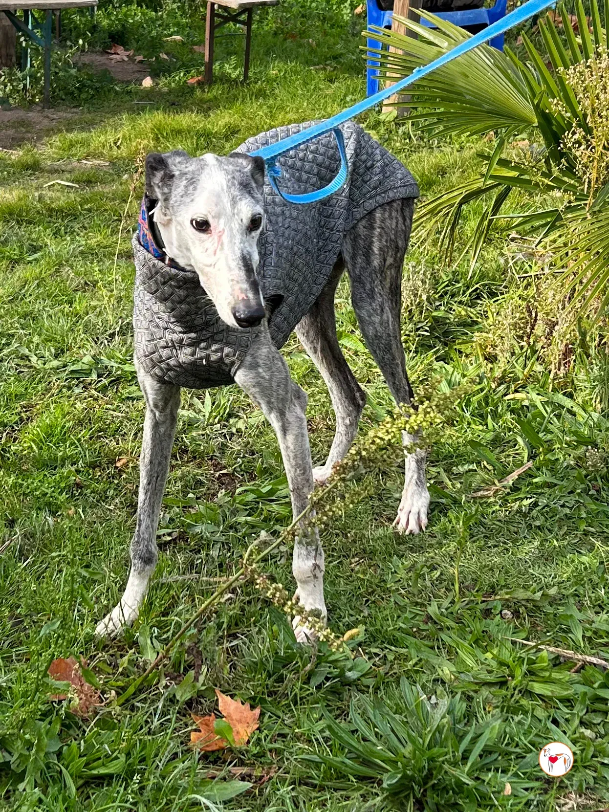 edmundo galgo adozione 01