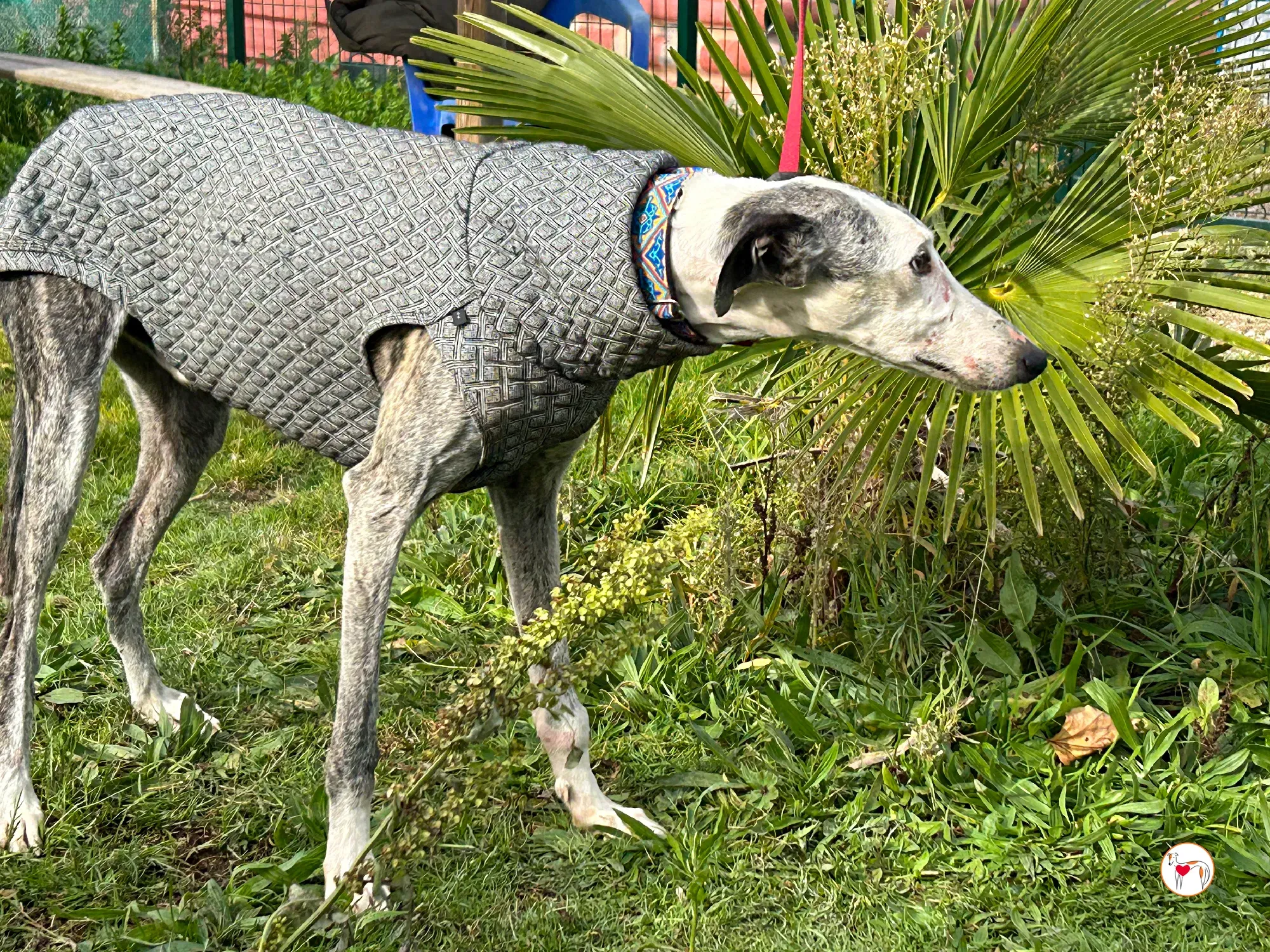 edmundo galgo adozione 02