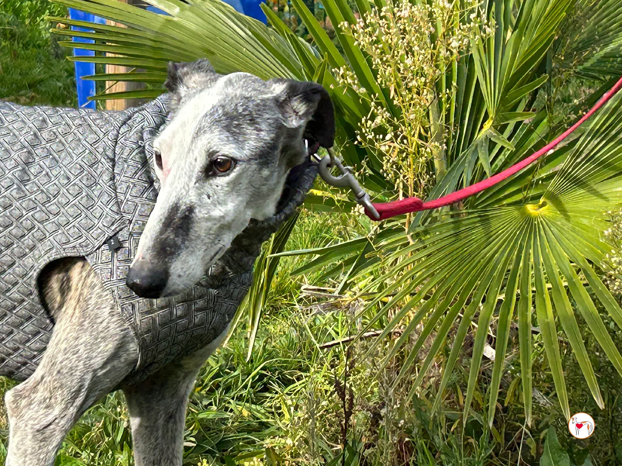 edmundo galgo adozione 03