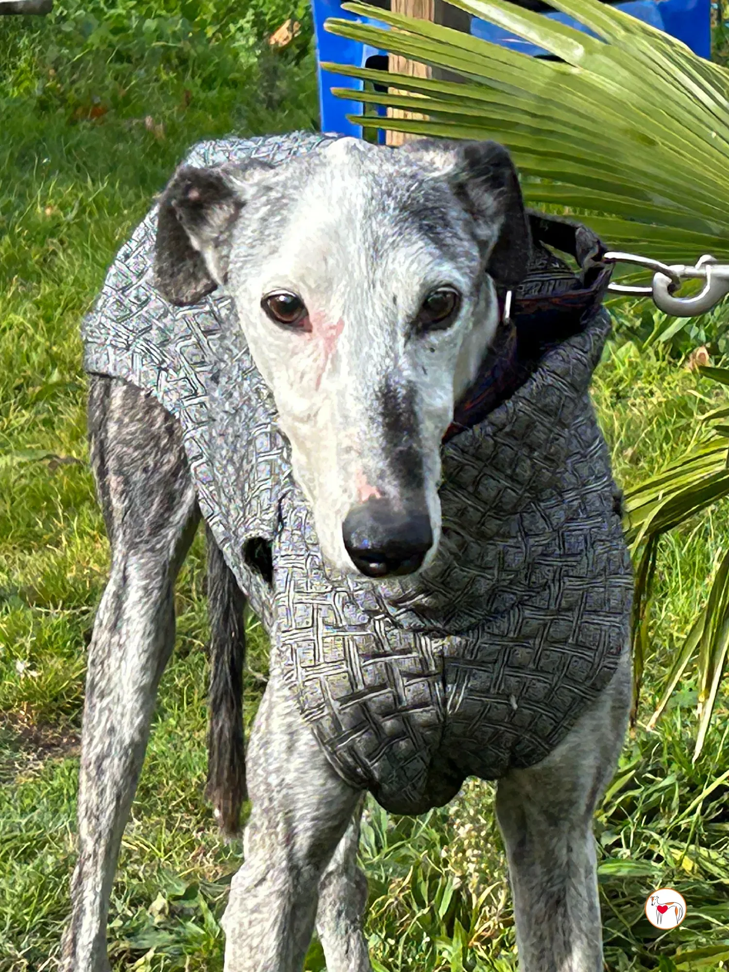 edmundo galgo adozione 04