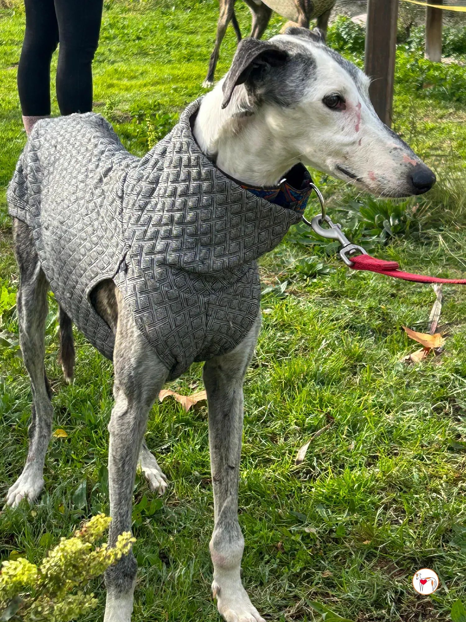 edmundo galgo adozione 05