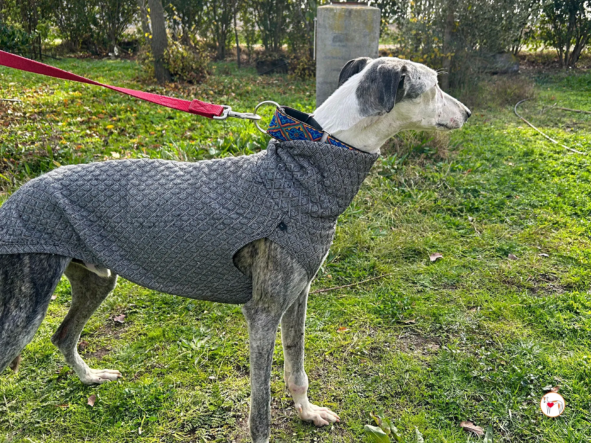 edmundo galgo adozione 06