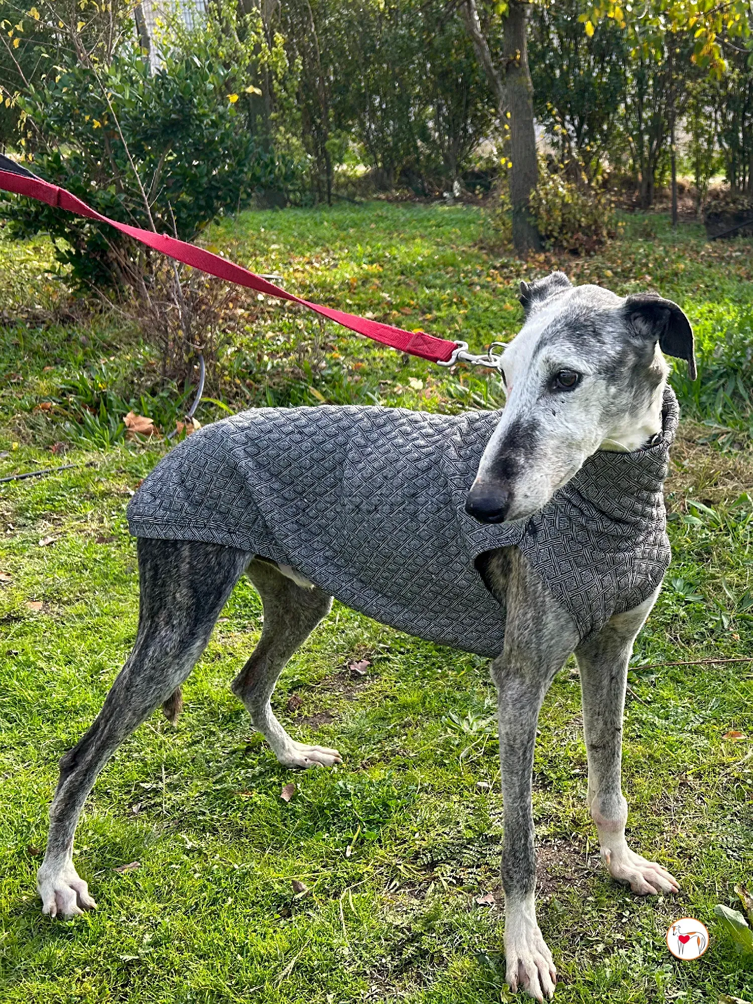 edmundo galgo adozione 07