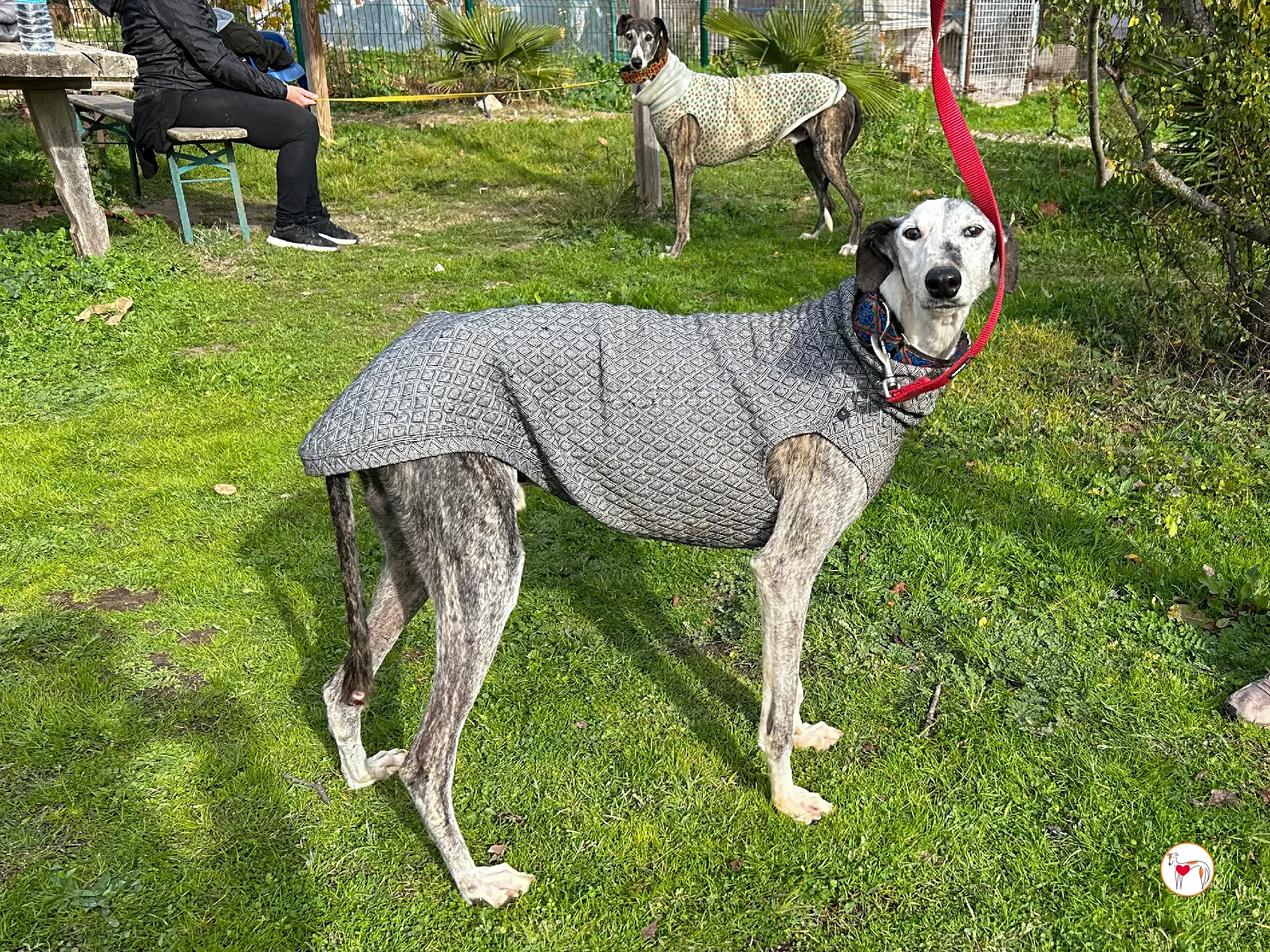 edmundo galgo adozione 08