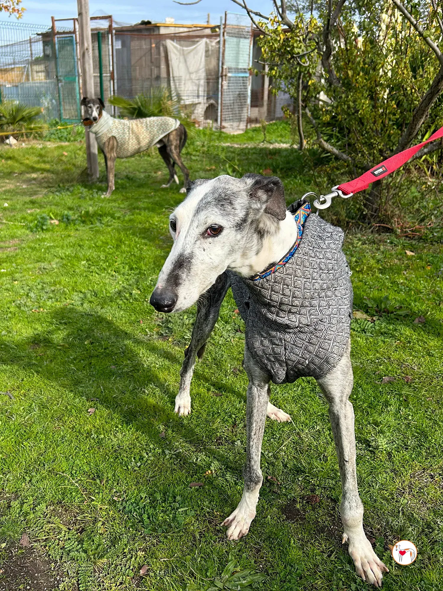 edmundo galgo adozione 09