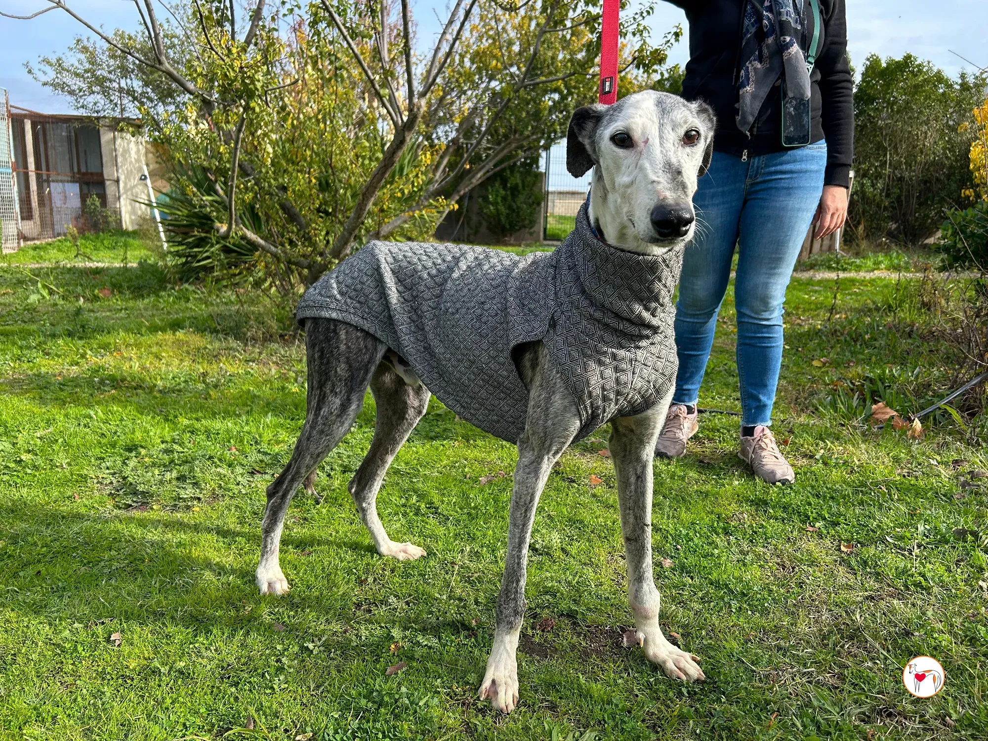 edmundo galgo adozione 10 1