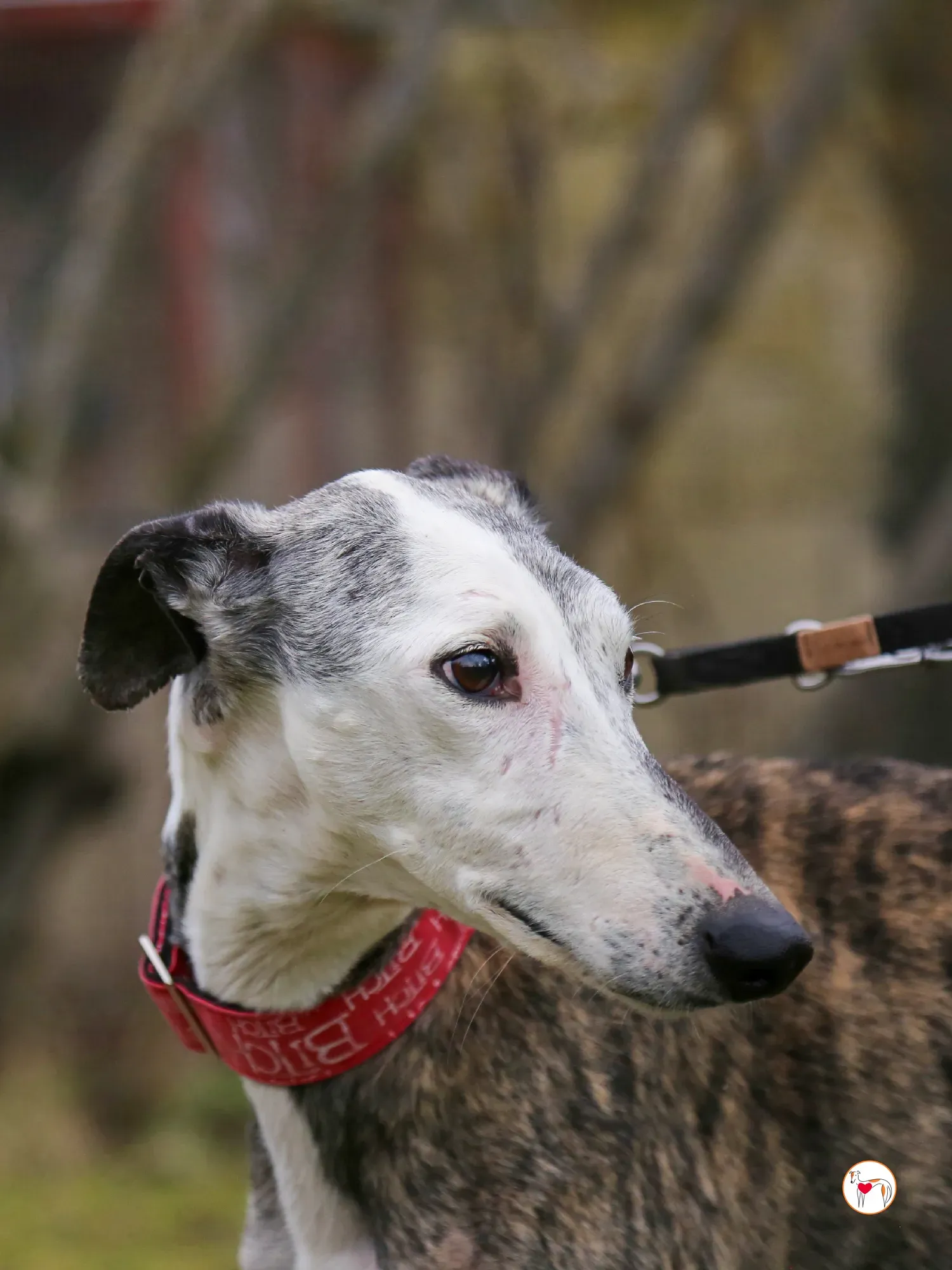 edmundo galgo adozione 11