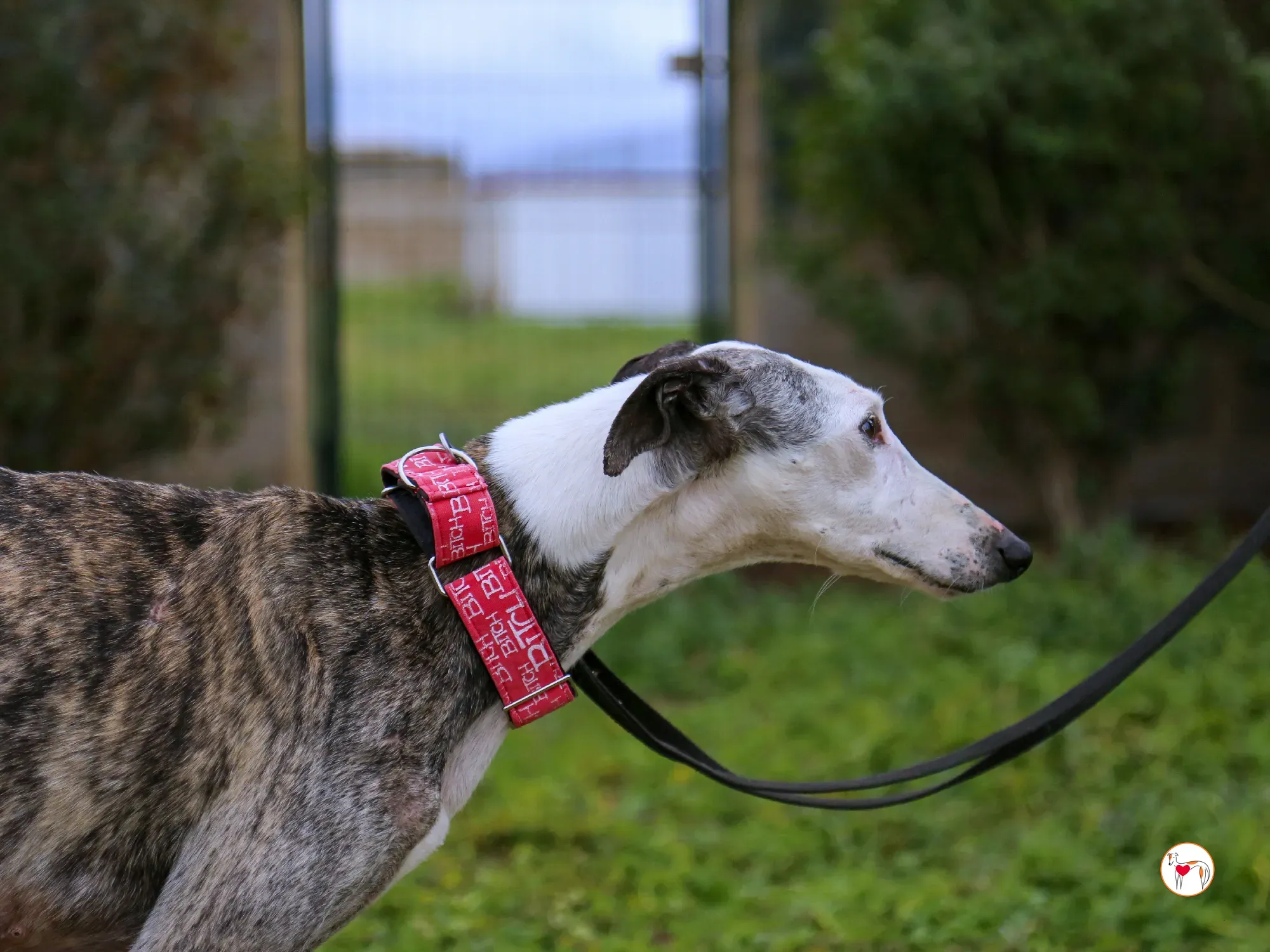 edmundo galgo adozione 12