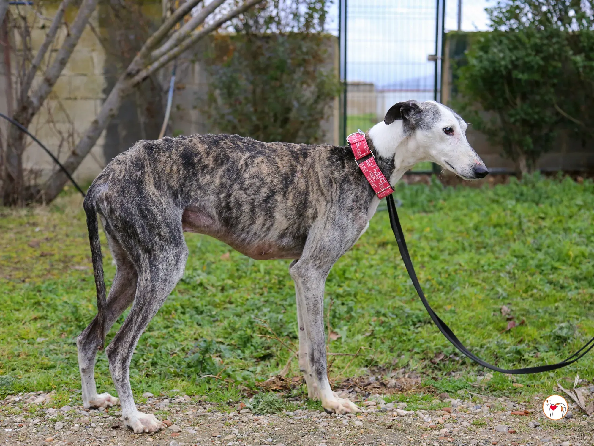 edmundo galgo adozione 13