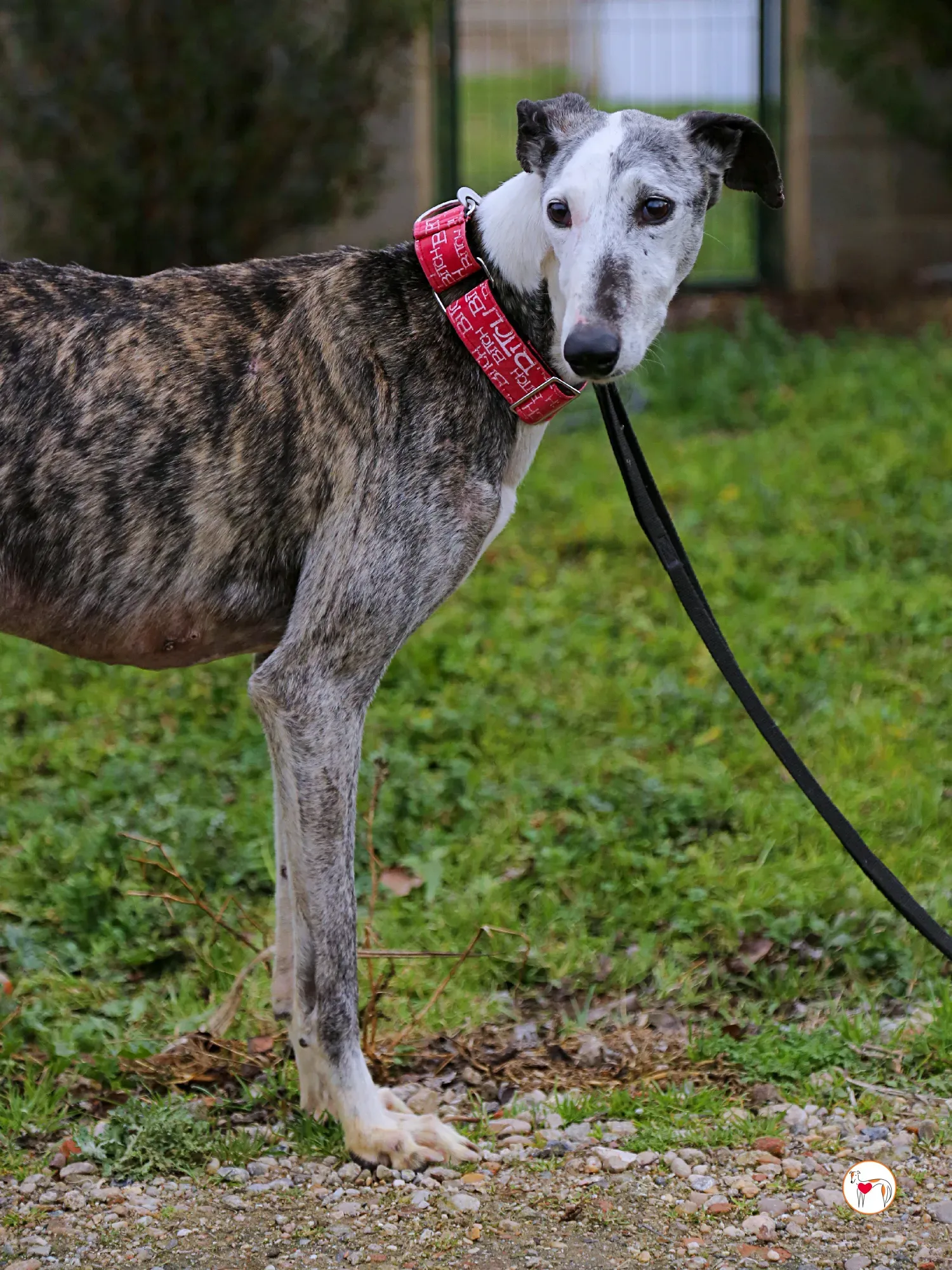 edmundo galgo adozione 14