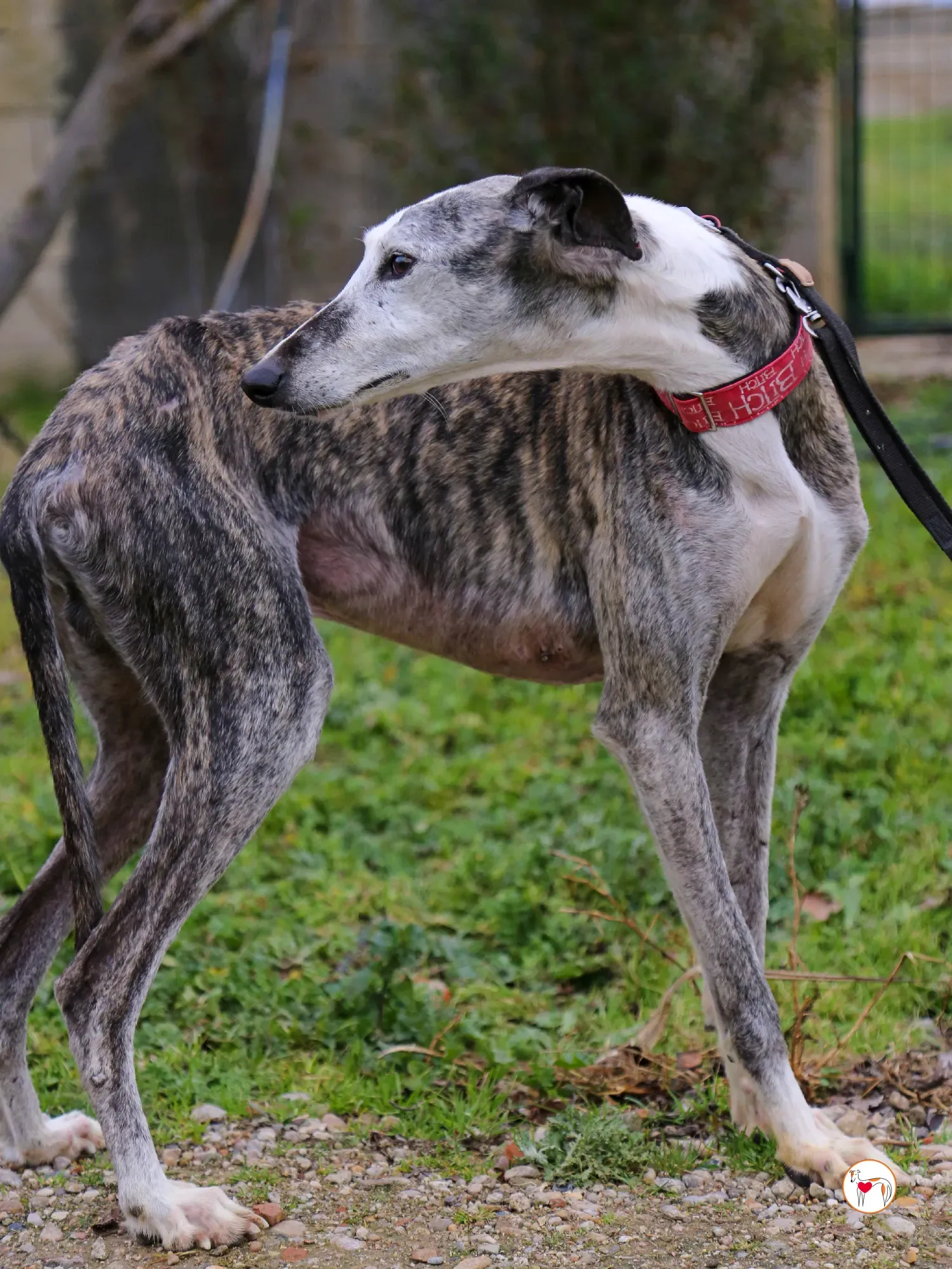 edmundo galgo adozione 15