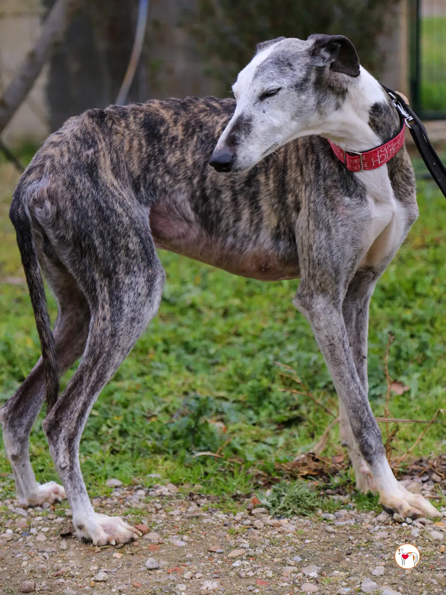 edmundo galgo adozione 16