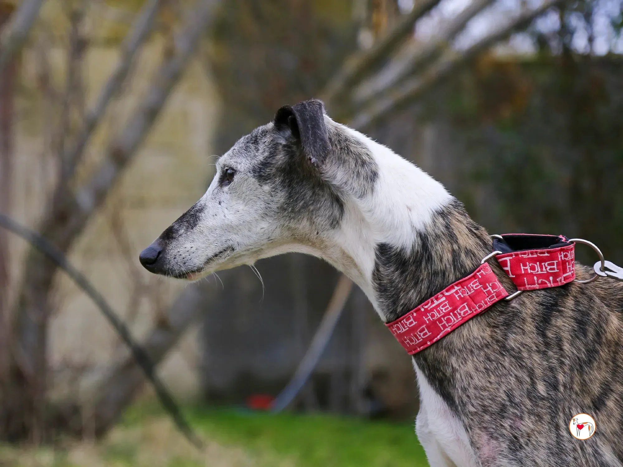 edmundo galgo adozione 17